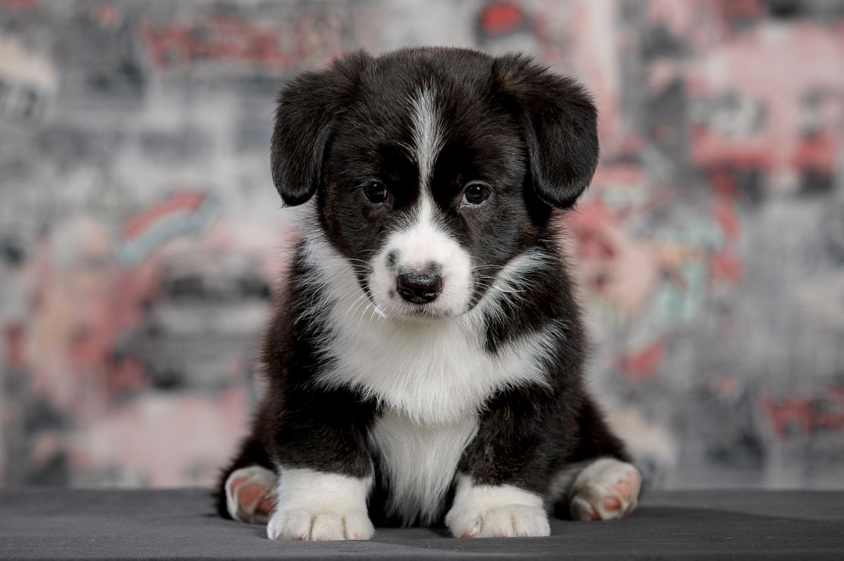 Loyal Ally Lavli | Cardigan Welsh Corgi 