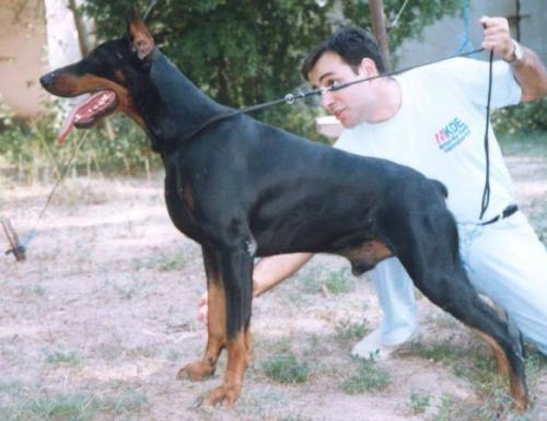 Galla Konasta Egor Rey | Black Doberman Pinscher