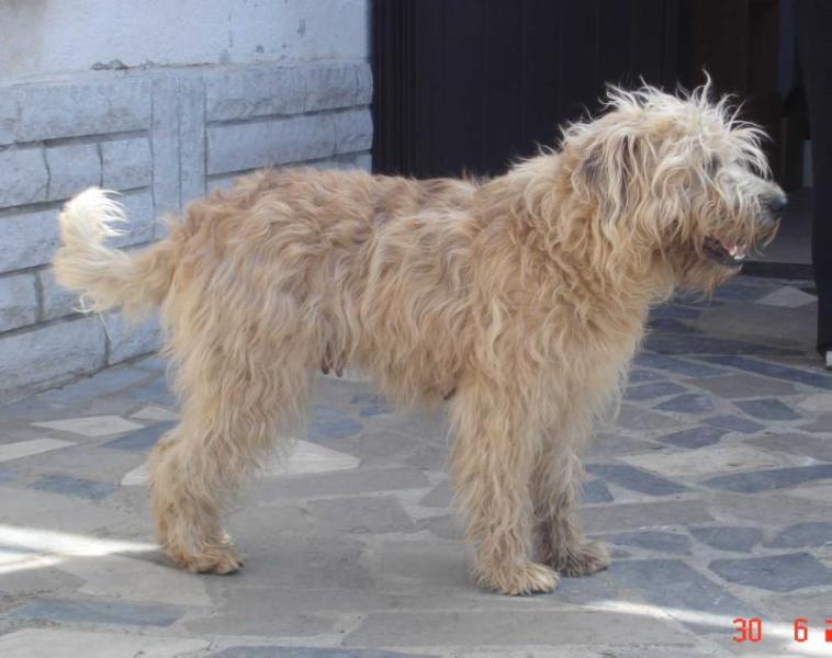 Pina Kiara Novo Mesto | Soft Coated Wheaten Terrier 