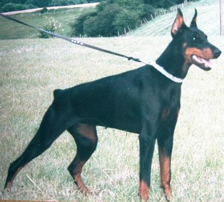 Danadevita v. Residenzschloss | Black Doberman Pinscher