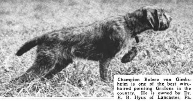 Bolero von Gimbsheim (~1918) | Wirehaired Pointing Griffon 