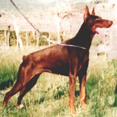 Etienne (DS109595) | Brown Doberman Pinscher