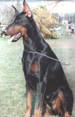 Opera del Diamante Nero | Black Doberman Pinscher