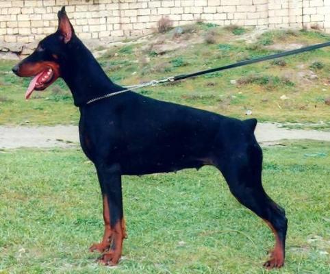 S'Lichobor Brunetta | Black Doberman Pinscher