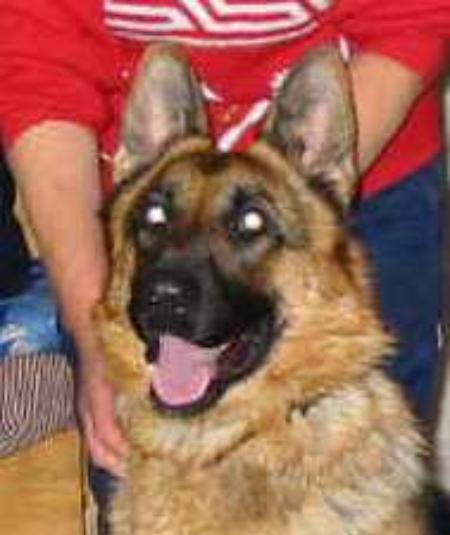 Biegsam Amanda | German Shepherd Dog 