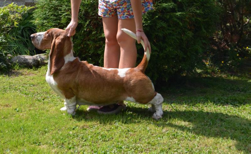 Shastlivaja Zvezda Liberty For Ekaterina | Basset Hound 