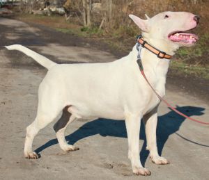 Moonflower Kool Diesel | Bull Terrier 