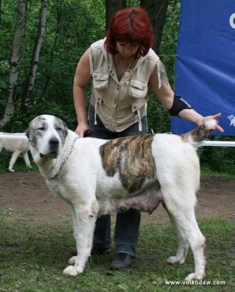 ???? ???? ???? | Central Asian Shepherd Dog 