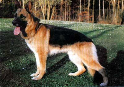 Aik von der Nahestraße | German Shepherd Dog 