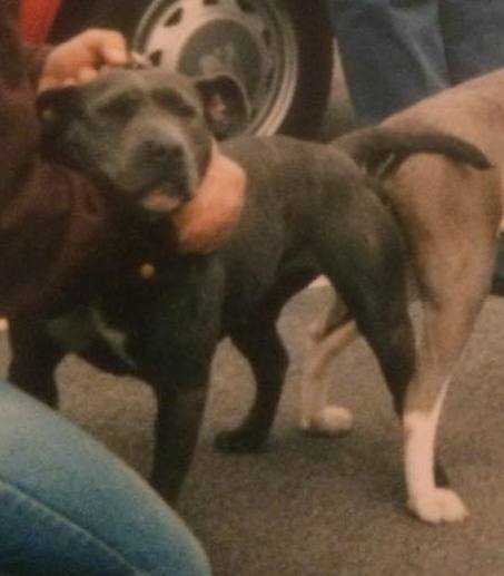 Pete's Bluebell | Staffordshire Bull Terrier 