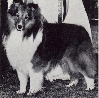 Tentagel David Copperfield | Shetland Sheepdog 