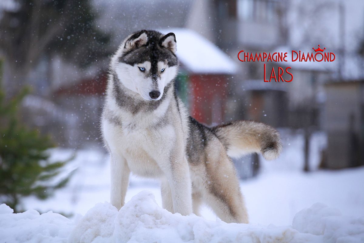 Champagne Diamond Lars | Siberian Husky 