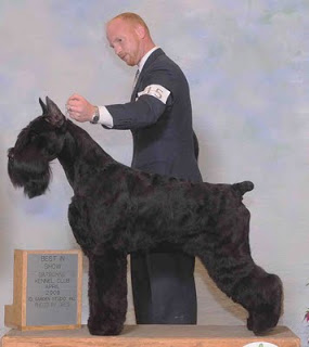 Skansen's Bacchus II | Giant Schnauzer 