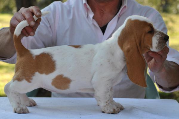 Alina Brisa Laranja | Basset Hound 