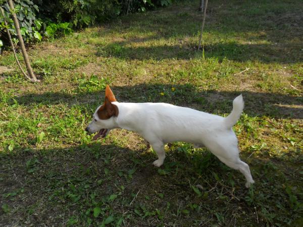 Rassell apo Katerini | Jack Russell Terrier 