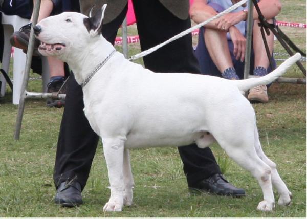 LUBJAN GRAVURE DE ROCHE of Rion | Bull Terrier 