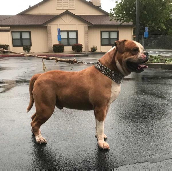 Boyd’s Spike | American Bulldog 