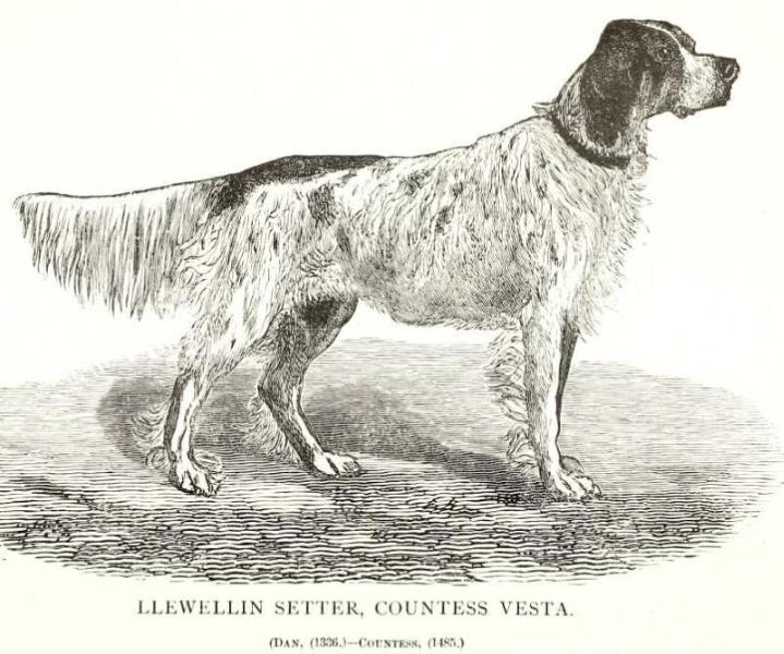 Countess Vesta | English Setter 