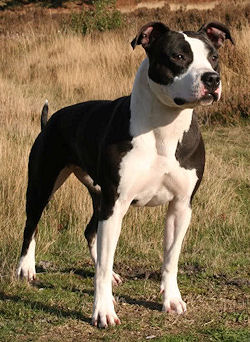 Daydreamer's Too Hot to be Cool | American Staffordshire Terrier 