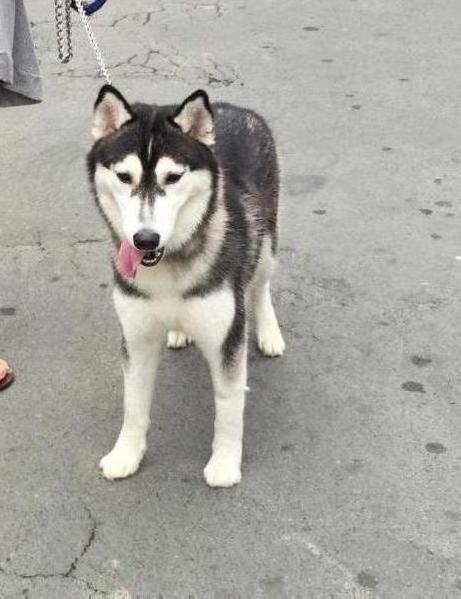 BLOSSOM OF ALFA | Siberian Husky 