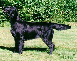 Comics Blue Charm | Flat-Coated Retriever 