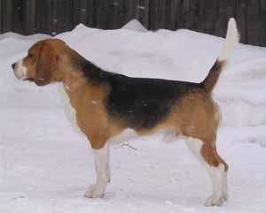 Skazka Sibiri Veles | Beagle 