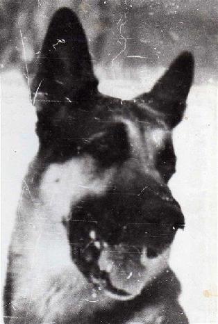 Indus Star | German Shepherd Dog 