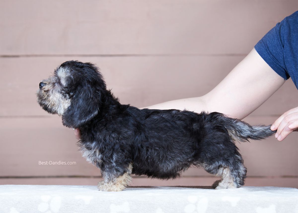 Sunny Magic Broderick | Dandie Dinmont Terrier 