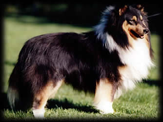 Zobella Midnight Power | Shetland Sheepdog 