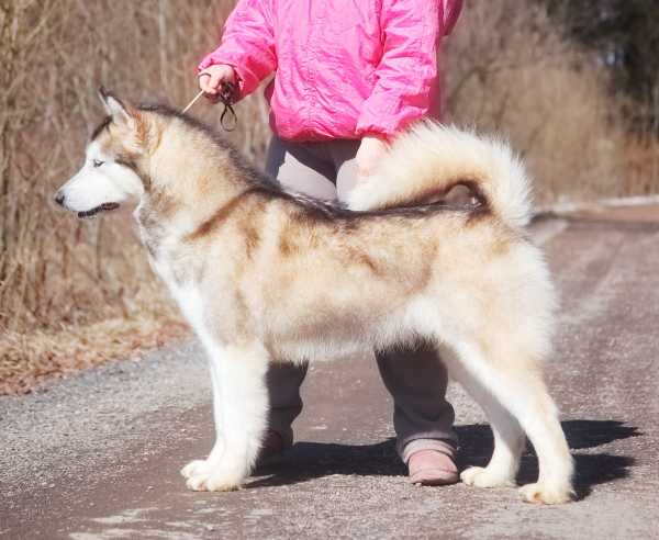 Stormchaser Kiss Kiss Bang Bang | Alaskan Malamute 