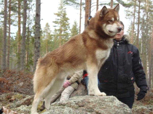 Snowcreek Arctic Red Boss | Alaskan Malamute 