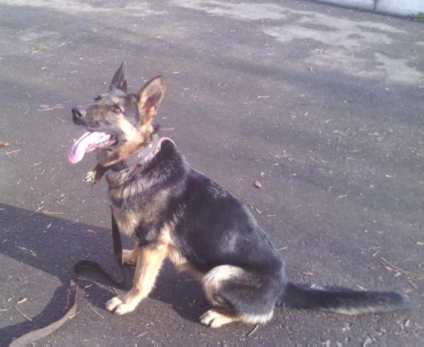 Brandy iz Stolitsi | German Shepherd Dog 