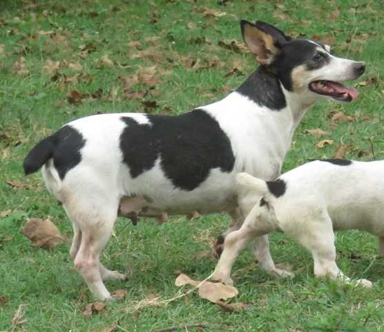 TCR's Mississippi Skye | Teddy Roosevelt Terrier 