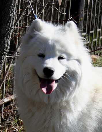 IZDOMASU Evangeline's Afflatus | Samoyed 