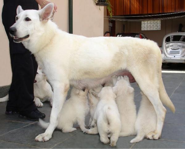 Alhambra´s Blanca | White Swiss Shepherd Dog 