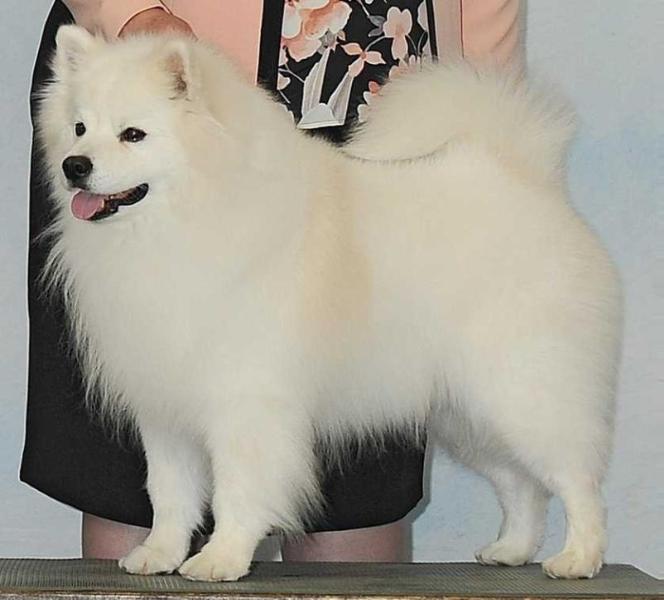 Kiva's Siriusdrms Kajin Breeze | American Eskimo Dog 