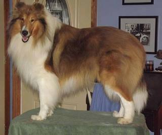 Special Archangel Raphael | Rough Collie 