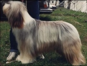 Gillaber Caledonia At Potterdale | Bearded Collie 