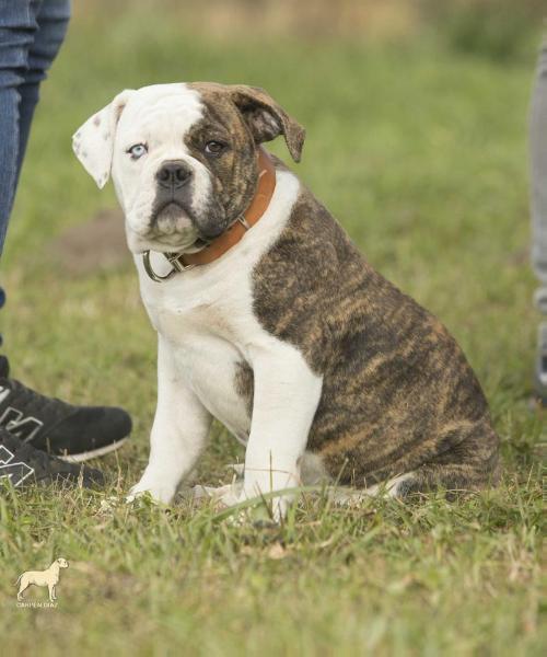 Carpen Diaz Ruby Slippers | American Bulldog 