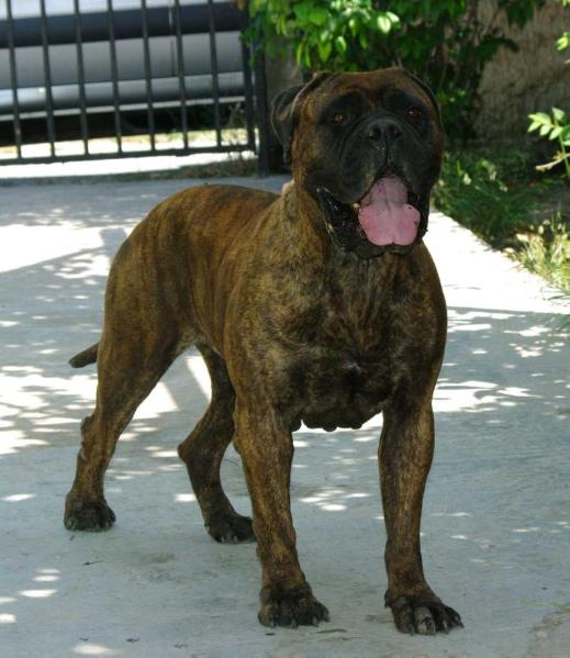 DANCING OUEEN OF CANEGUARDIANO | Bullmastiff 