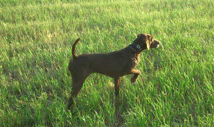 E-Dóris Da Quinta Da Maralha | German Shorthaired Pointer 