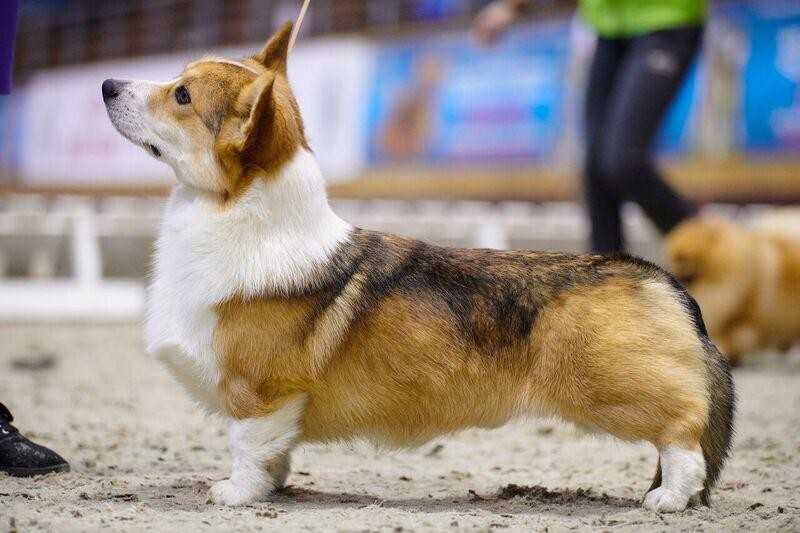 Atsel Hof Best | Pembroke Welsh Corgi 