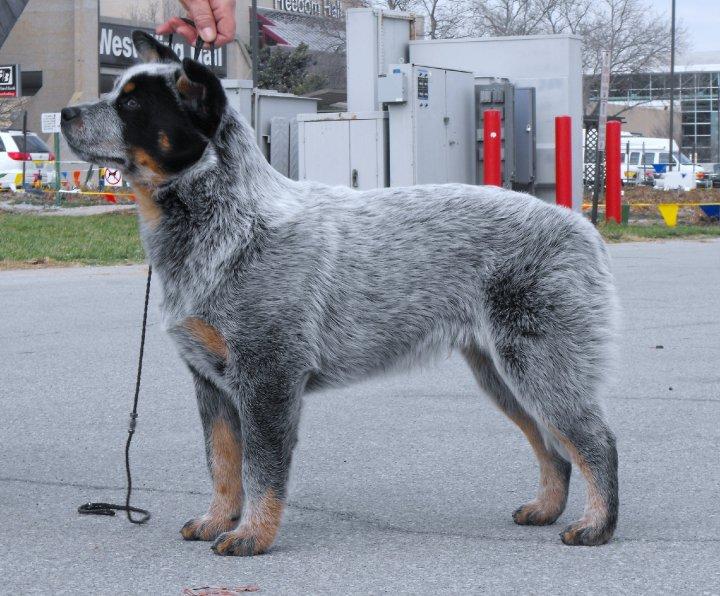 Tagalongs Road House | Australian Cattle Dog 