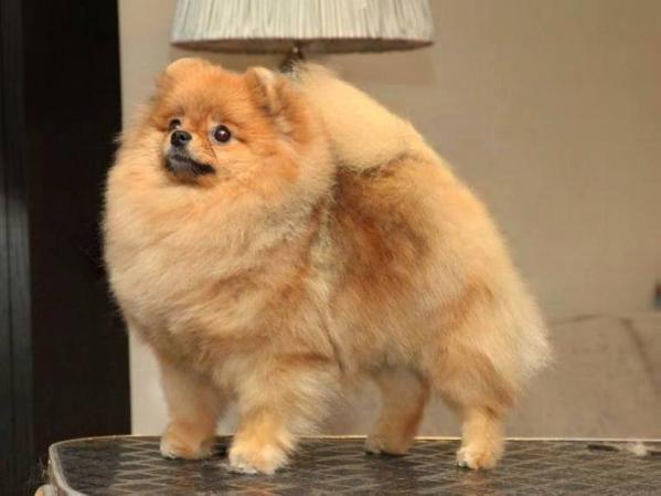 Dan-Star-Kom Sweet Sensation | Pomeranian 