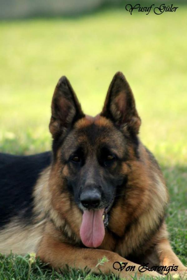 indra von Alfa | German Shepherd Dog 