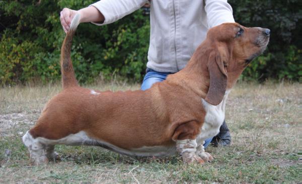 Light Night Ovacia Damia Red | Basset Hound 