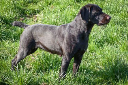 Erle III vom Gehrenberg | German Wirehaired Pointer 