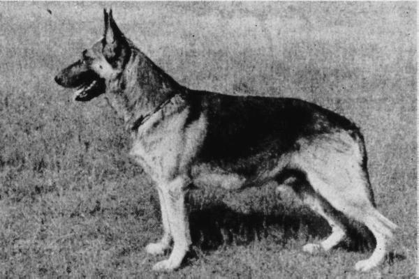 Volker von der Zeitzer Schweiz | German Shepherd Dog 