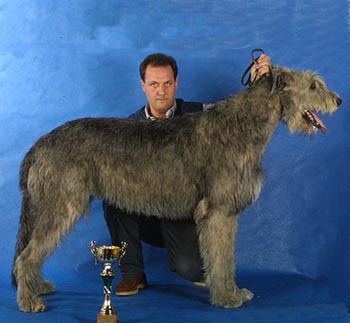 The Humpty Dumpty dei Mangialupi | Irish Wolfhound 