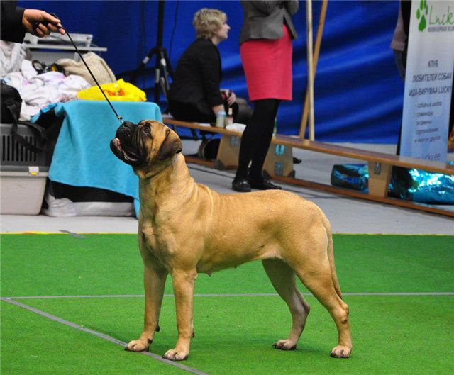 Bullberry Absolut Ceinlys | Bullmastiff 